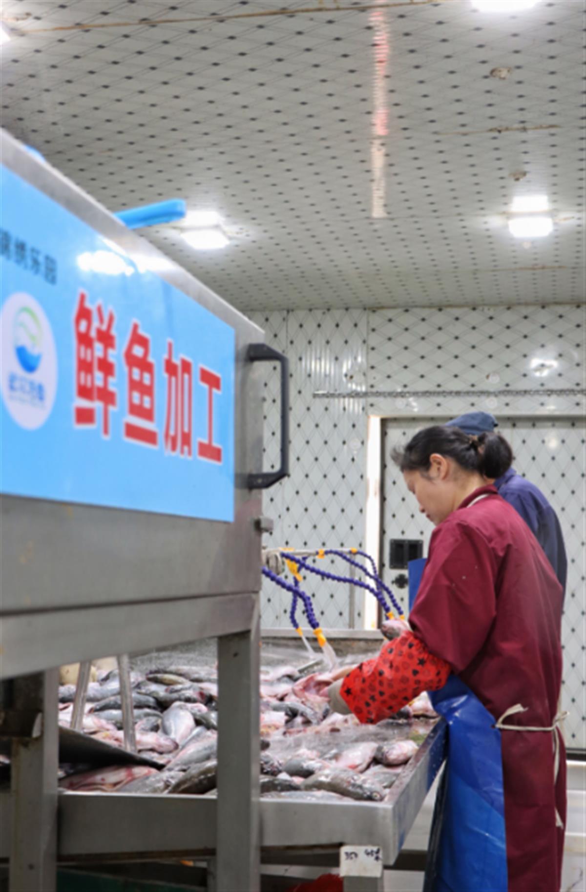 武漢東西湖有條凈魚產(chǎn)業(yè)鏈,讓武漢水產(chǎn)品走向全國人民餐桌