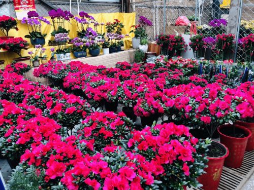 濰有年味，花卉市場購銷兩旺