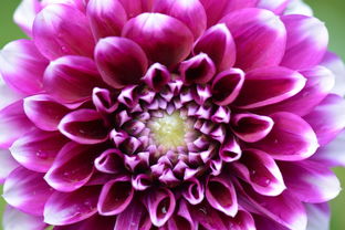 嬌琴紗 花卉機(jī)械設(shè)備的復(fù)活節(jié)之白