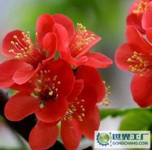 基地直銷優(yōu)質(zhì)花卉苗木 西府海棠、帖梗海棠與紅寶石海棠